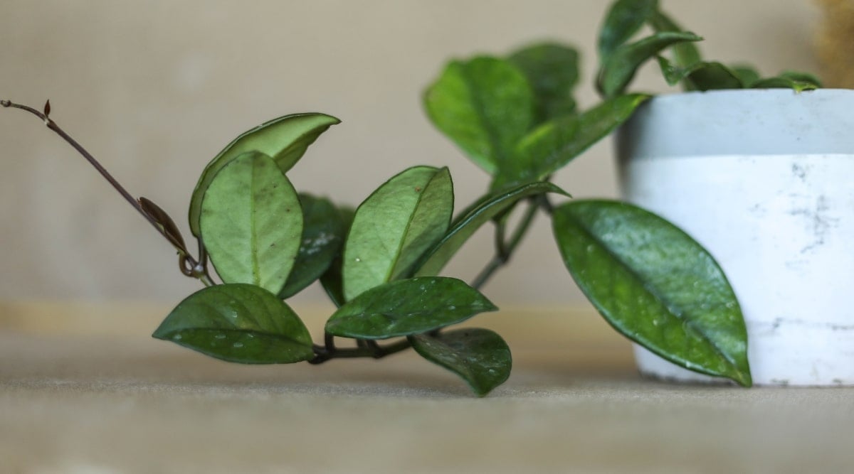 A close-up showcases the lush dark green leaves of Hoya bella, gracefully scattered on the ground from a pot. The crawling leaves form a natural carpet, indicating the plant's thriving presence and its continuous cycle of renewal and shedding.