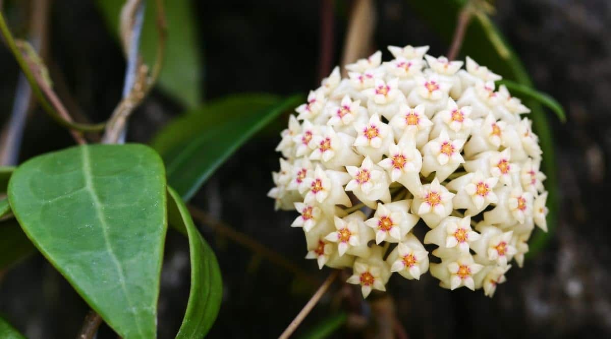 Hoya pottsii