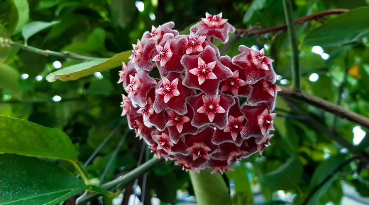 Hoya pubicalyx