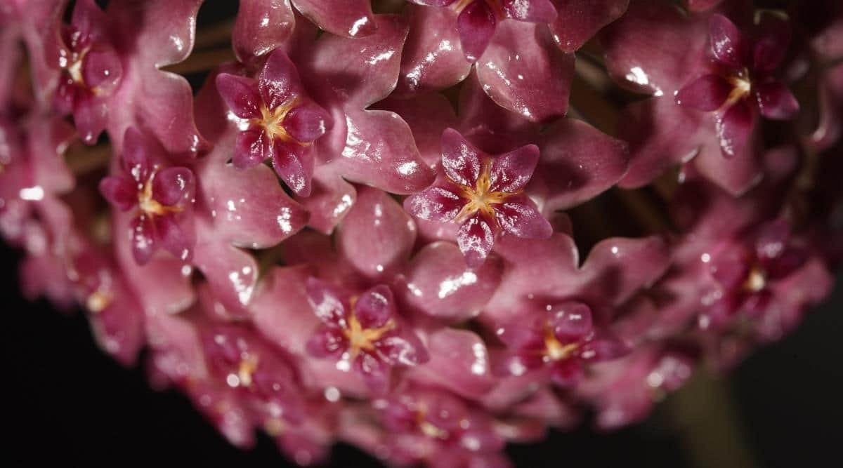 Hoya purpureofusca