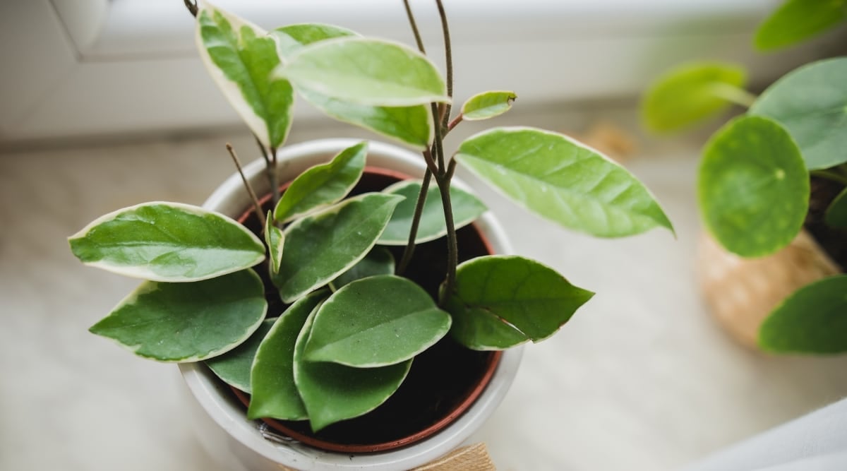 Close-up of a potted hoya plant showcasing branches without leaves, set against a double pot arrangement in dark soil, suggesting a natural shedding of leaves during winter.