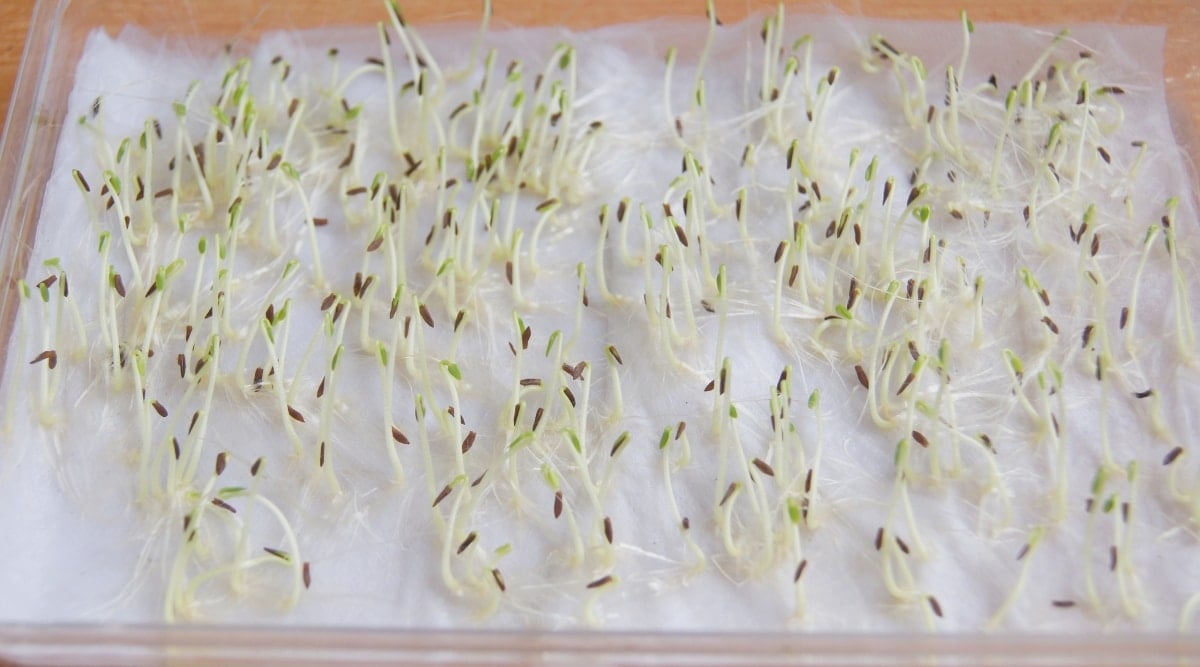 The white translucent paper cradles several hoya seeds, their white stems reaching out with green tips. There is a clear sign of germinating life emerging from within the protective casings.