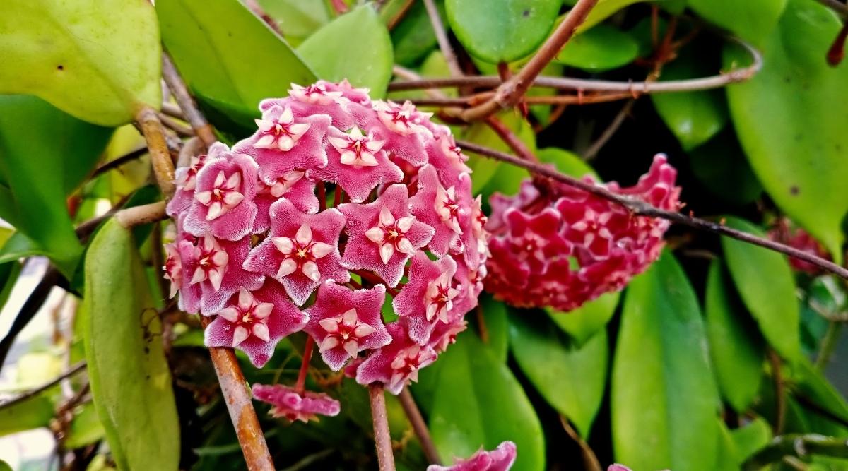 Hoya Skinneriana