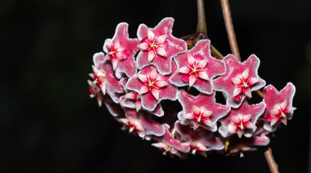 Hoya Wayetii