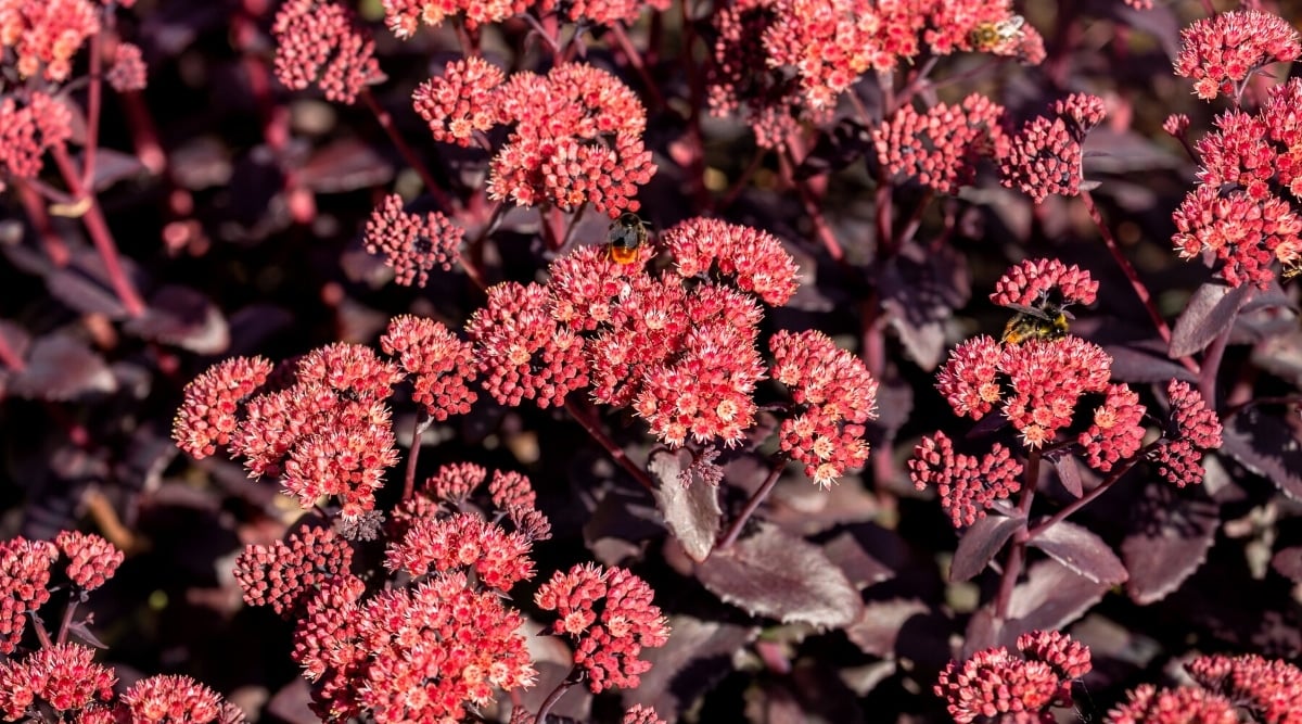 Top view of Hylotelephium telephium 'Purple Emperor' succulent with purple leaves and pink flower buds.