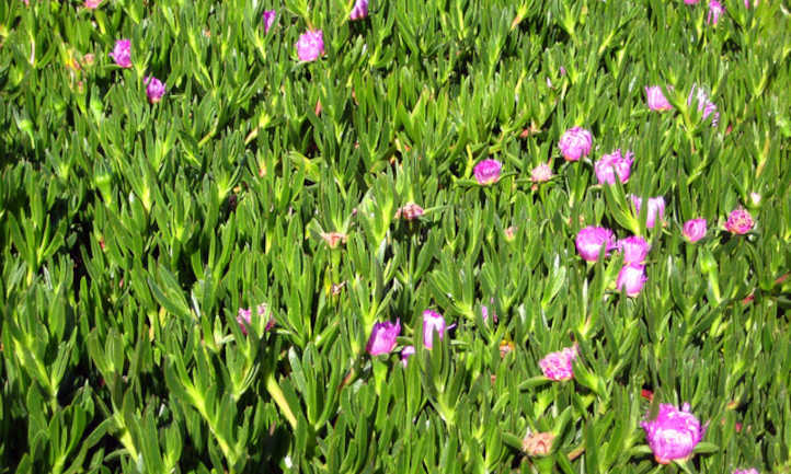 Ice plant Carpobrotus edulis