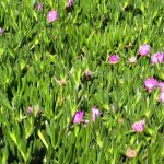 ice-plant-carpobrotus-edulis