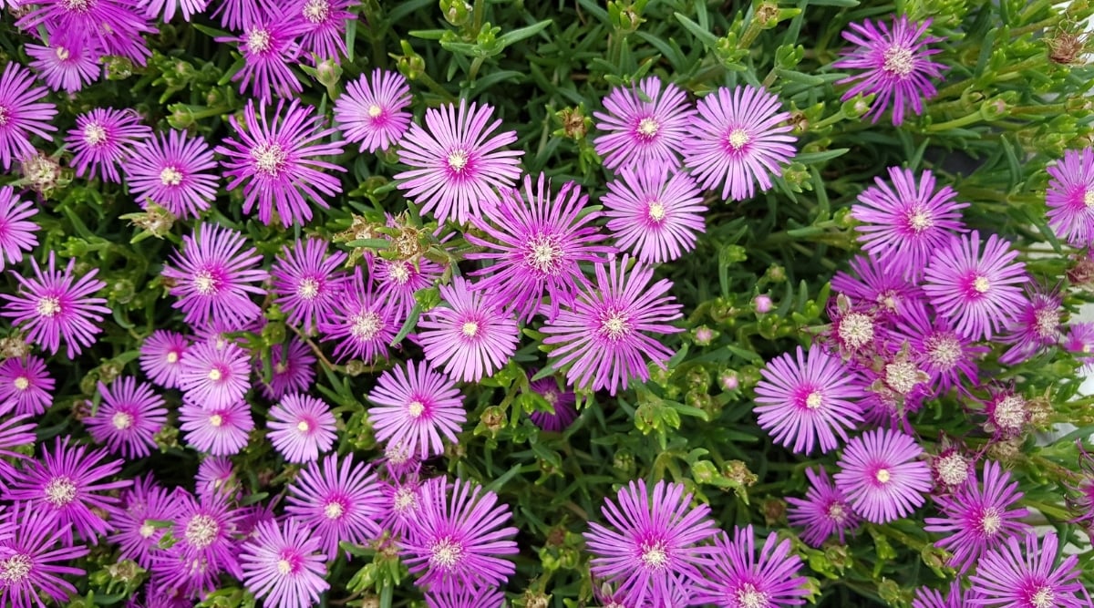 A close-up of several flowers that have a vibrant shade of pink, with delicate petals that are slightly curled at the edges. The leaves are slender, pointed, and light green in color.