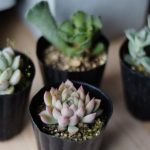 indoor-succulents-1