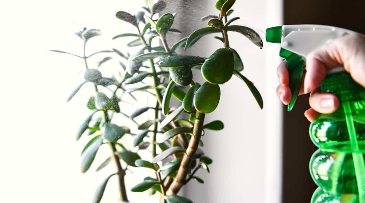 Irrigation of a succulent plant with water. Close-up of a woman's hand with a green spray gun spraying water on a jade plant, on a windowsill. The plant has thick woody stems and oval shaped, fleshy, shiny, dark green leaves.