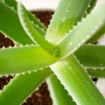 is-aloe-a-cactus