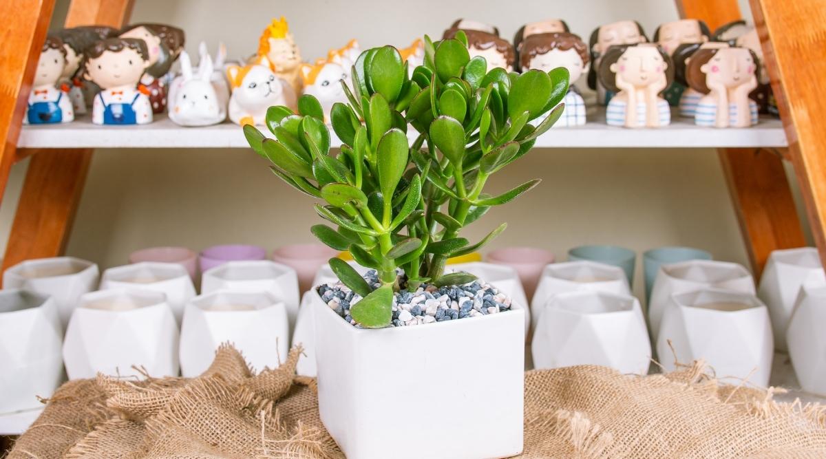 A close plan of the Crassula Ovata succulent in a red ceramic flower pot on the porch, on the full sun. The plant has wooden stems covered with oval, fleshy, shiny, evergreen leaves with reddish edges due to the exposure of the sun.