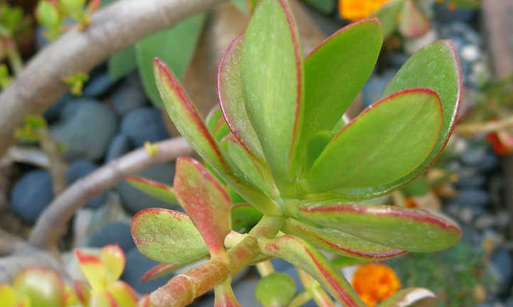 Jade plant leaves and stems