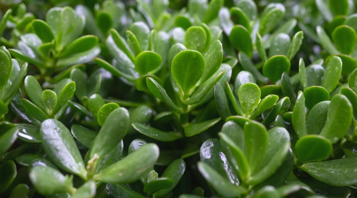 Close-up of the growing leaves of a crassula ovata with raindrops. The leaves are oval, fleshy, glossy, dark green in color, with smooth edges.