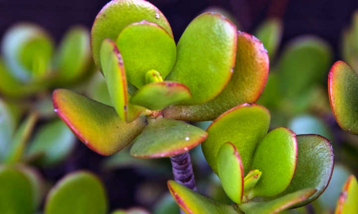 Jade plant pruning