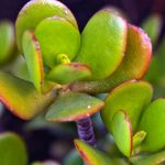 jade-plant-pruning