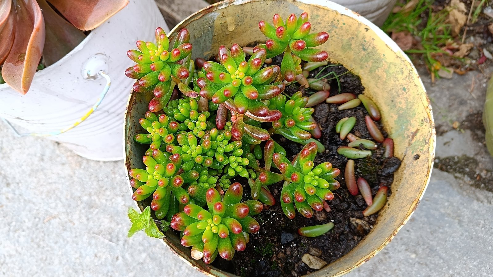 An aerial view of a plant in a white pot, surrounded by fallen leaves, displaying chubby round leaves transitioning from green to red at the tips.