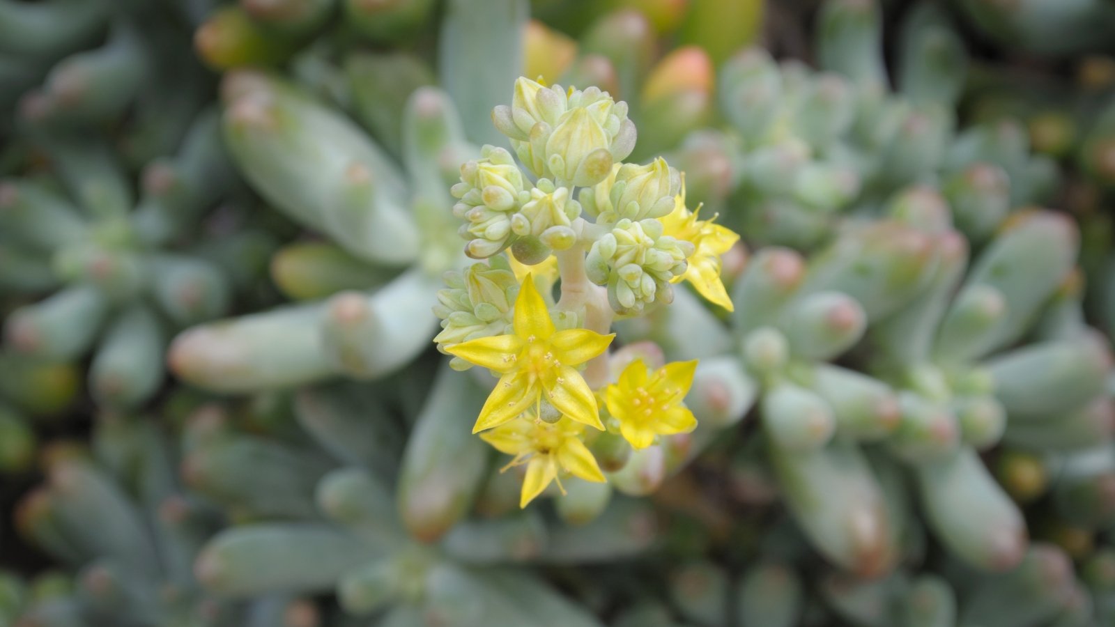 Close up of a green plant with plump oval shaped leaves and a cluster of tiny star shaped flowers in the center.