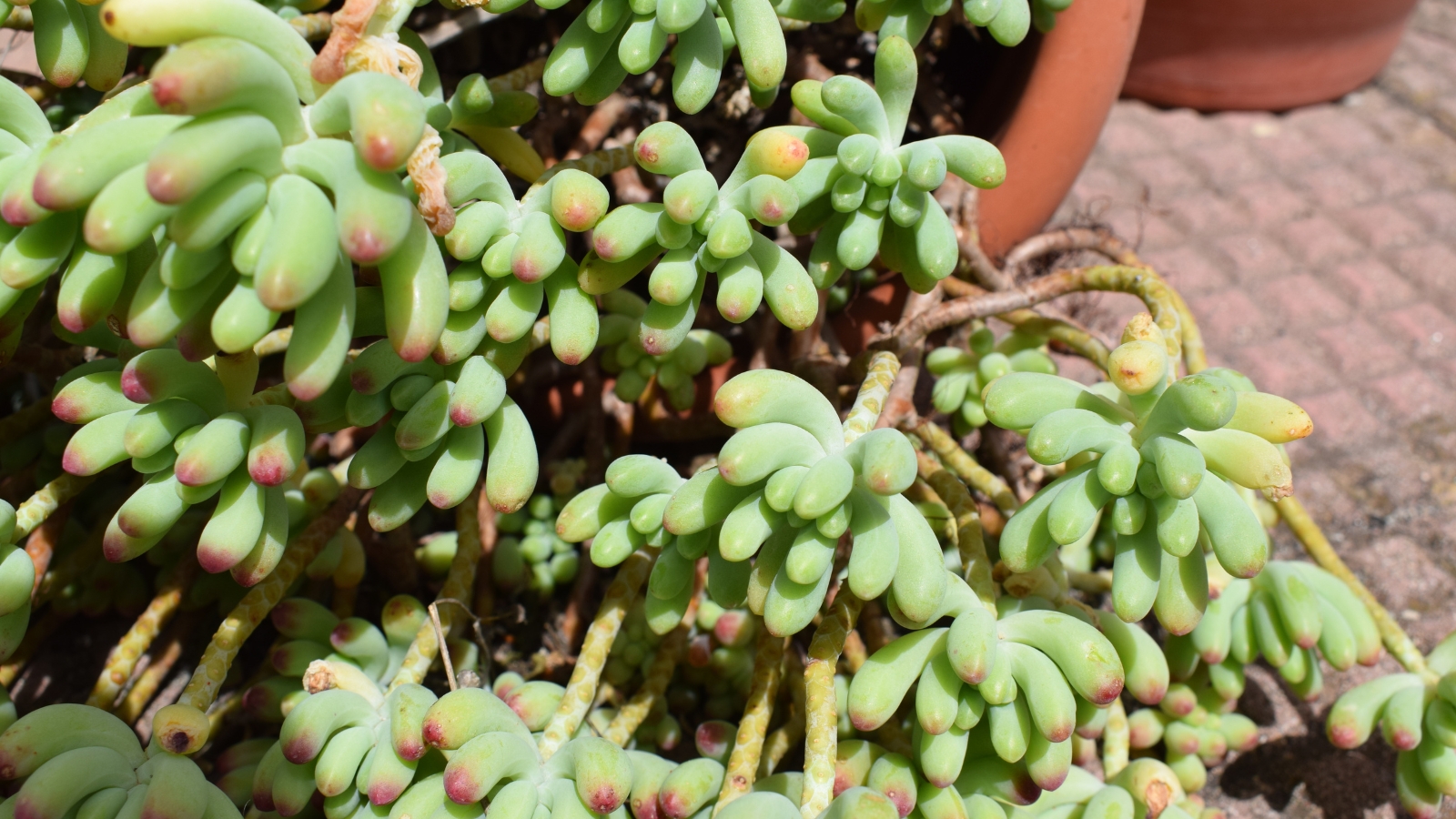 Close up of a mature plant with lots of stems and clusters of bright green, long, plum, leaves.