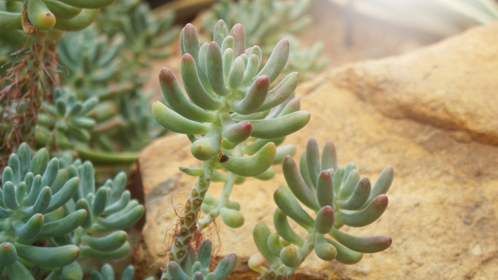 Close up of a plant with small clusters of plump, green, oval shaped leaves that fade into red at the tips.