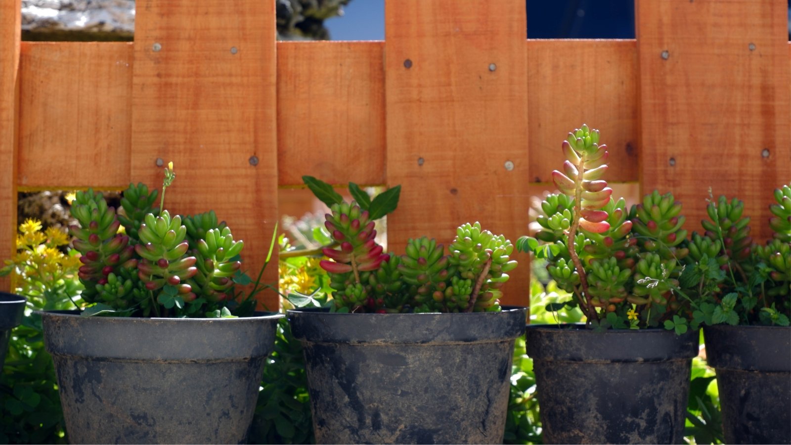 Row of three black pots, filled with red and green succulents, lining a wood fence.