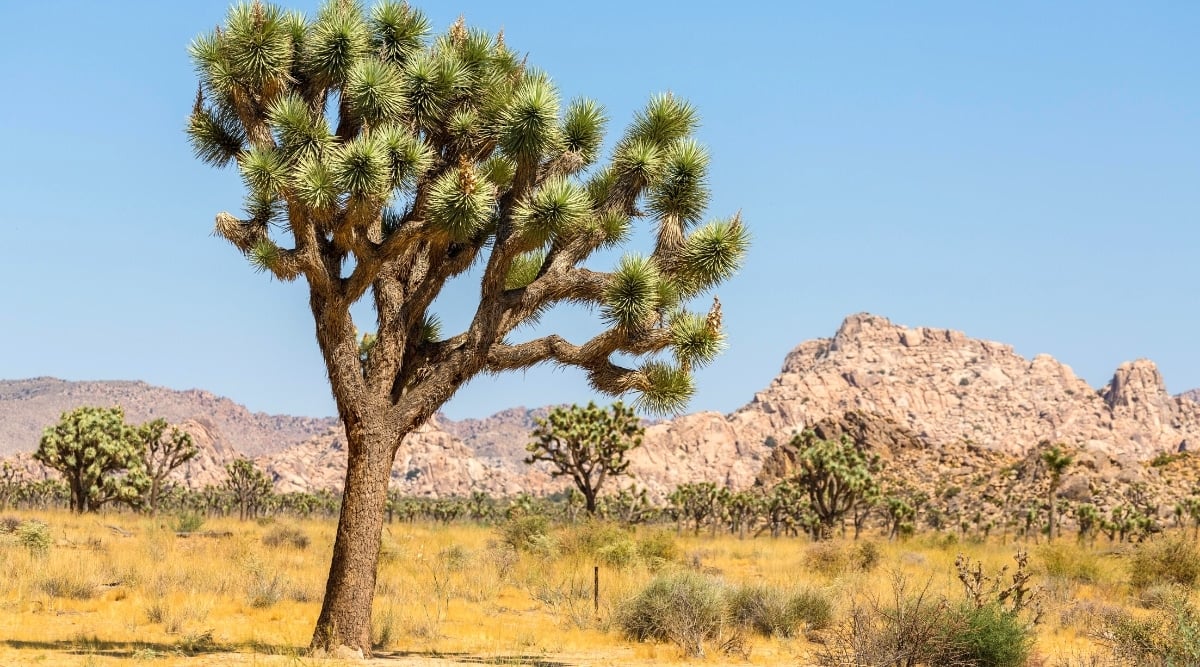 The close-up of the yucca brevifolia in the National Park. A tall tree has wide, thick branches, covered with stiff, narrow, pointed leaves with end spikes and small serrations along the edges.