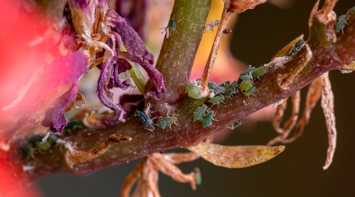 Close-up of the stem of a Kalanchoe plant infested with aphids. Aphids are small, soft-bodied insects with oval, green bodies. The plant has wilted, dry, drooping flowers.