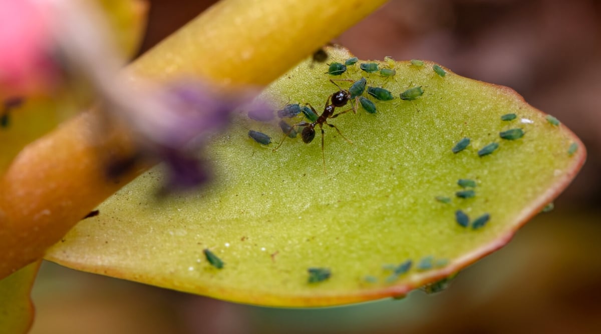 Close-up of an aphid swarm on Kalanchoe leaves. Aphids are tiny soft-bodied green insects with thin legs and proboscises, with which they suck the juices from plants.