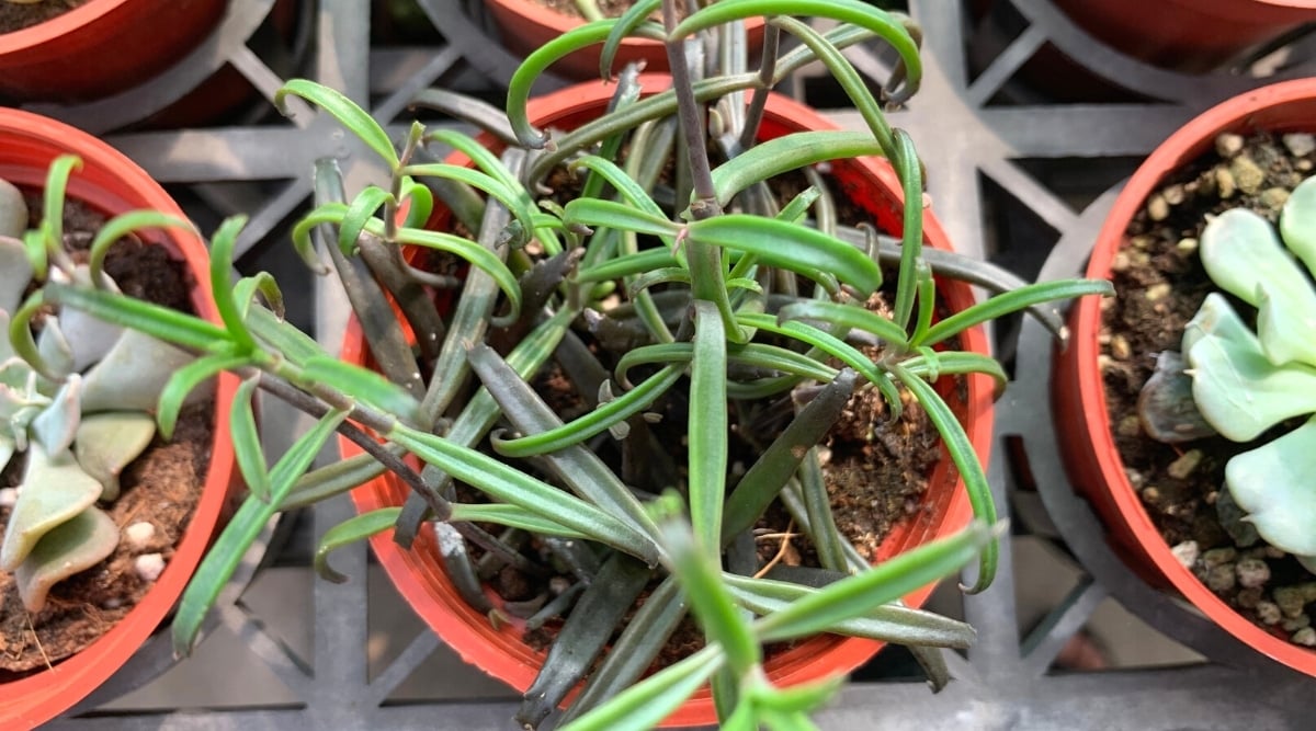 Top view, close-up of Kalanchoe beauverdii 'Widow's Thrill' succulent in a plastic pot next to other potted succulents. The plant has gray wiry stems and narrow lanceolate dark purple-black and green succulent leaves.