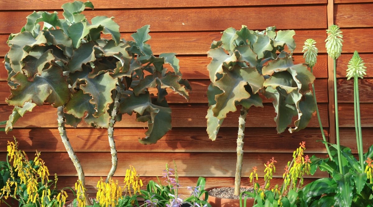 Close-up of three tall Kalanchoe beharensis plants in a potted garden with a wooden fence in the background.