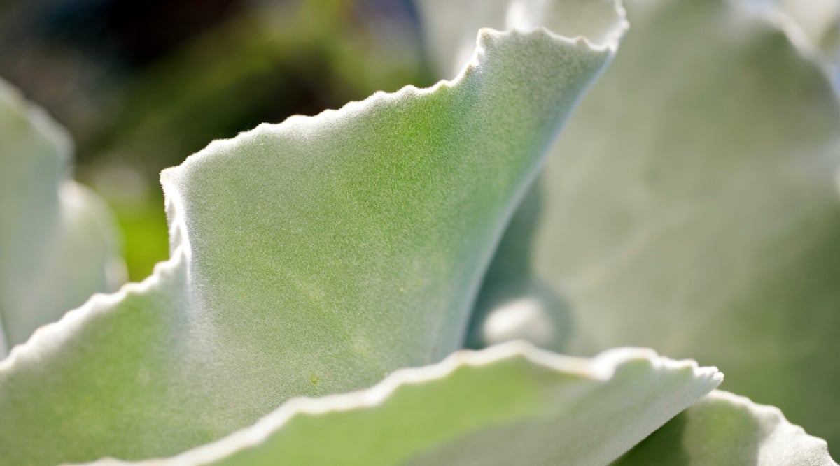 Close-up of Kalanchoe beharensis leaves against a blurred background.