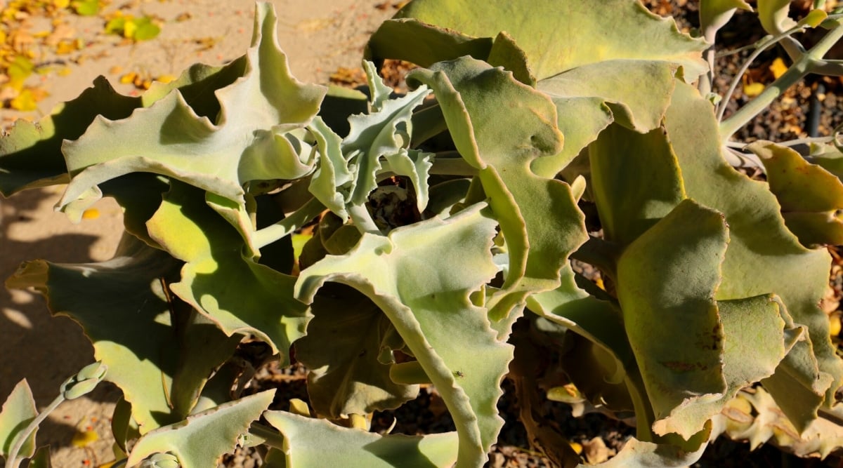 Kalanchoe beharensis 'Brown Dwarf'