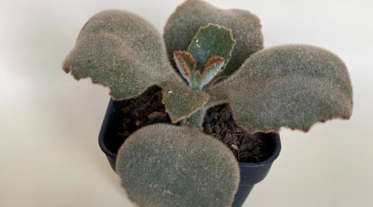 Close-up of Kalanchoe beharensis 'Brown Dwarf' in a small plastic pot against a white background. It is a dwarf variety, with deeply dissected leaves with twisted edges and covered with soft brown velvet.