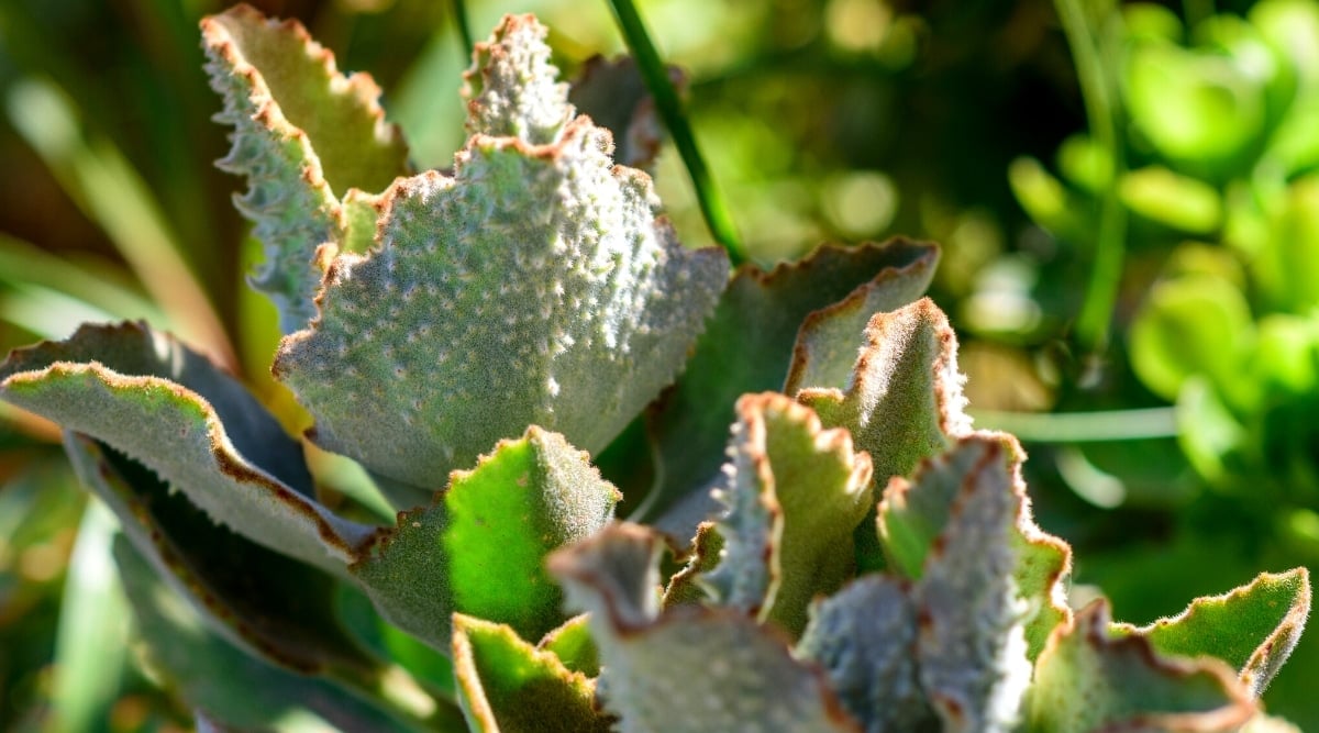 Close-up of the leaves of Kalanchoe Beharensis 'Fang' plant in a sunny garden.