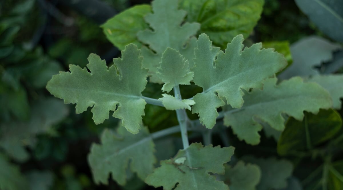 Top view, close-up of Kalanchoe beharensis ‘Oak Leaf’ plant against blurred background. The leaves are large and thick, with a pronounced oak leaf shape and deep, serrated lobes. The leaves are covered with a soft, velvety texture, giving them a unique look and feel.