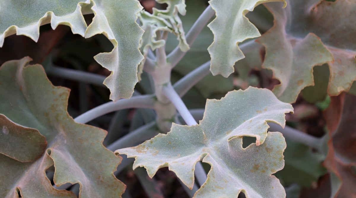 Close-up of a Kalanchoe beharensis plant in a garden. The plant forms a rosette of large elongated lobed silver-green leaves with pointed edges.