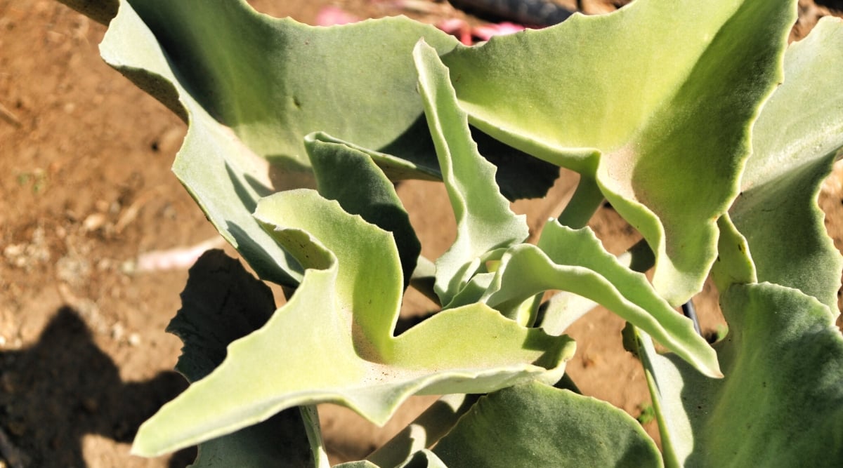 Top view, close-up of the leaves of the Kalanchoe beharensis plant in a sunny garden. The leaves are large, pale green, velvety, triangular in shape, slightly cupped, with serrated edges.