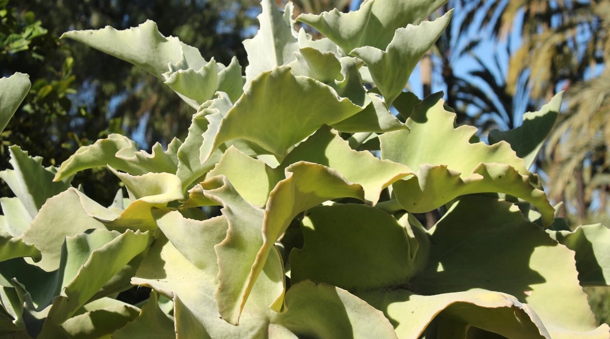 Close-up of a Kalanchoe beharensis plant in a sunny garden. The plant has large, elongated pale green leaves with a velvety texture and jagged and broken edges.