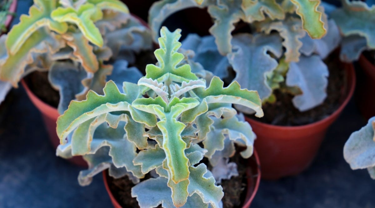 Close-up of three potted succulents Kalanchoe beharensis var. subnuda in the garden. The young Kalanchoe plants feature long, olive green, velvety, wavy leaves that curve slightly downward, resembling puzzle pieces.