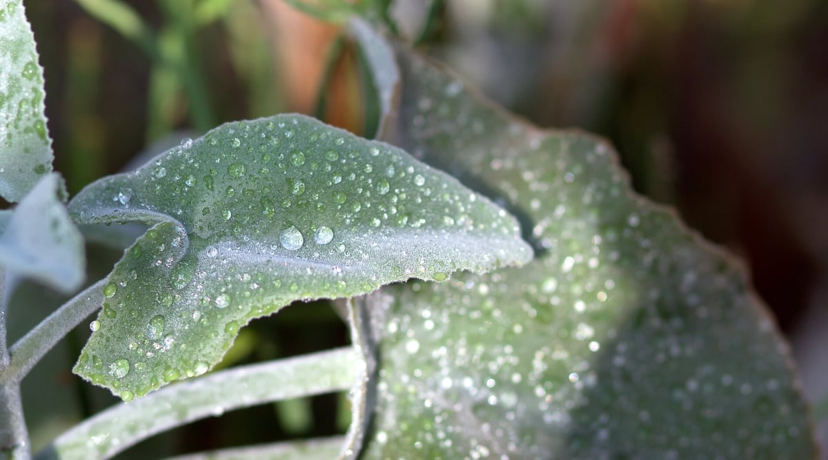 Close-up of a Kalanchoe beharensis plant covered in water drops The leaves are large, with tapering tips, silvery green in color with a velvety texture.