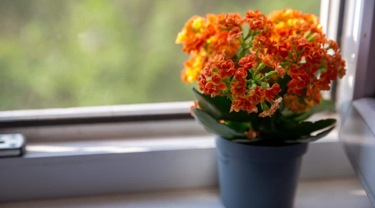 Kalanchoe blossfeldiana