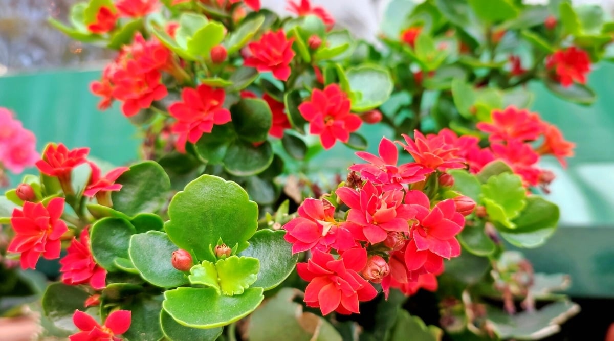 Close-up of a flowering plant Kalanchoe blossfeldiana 'Flaming Katy'.