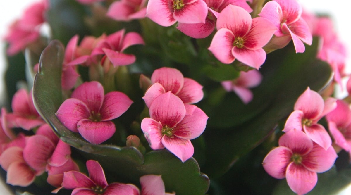 Close-up of a flowering plant Kalanchoe blossfeldiana 'Kerinci' in front of a white background