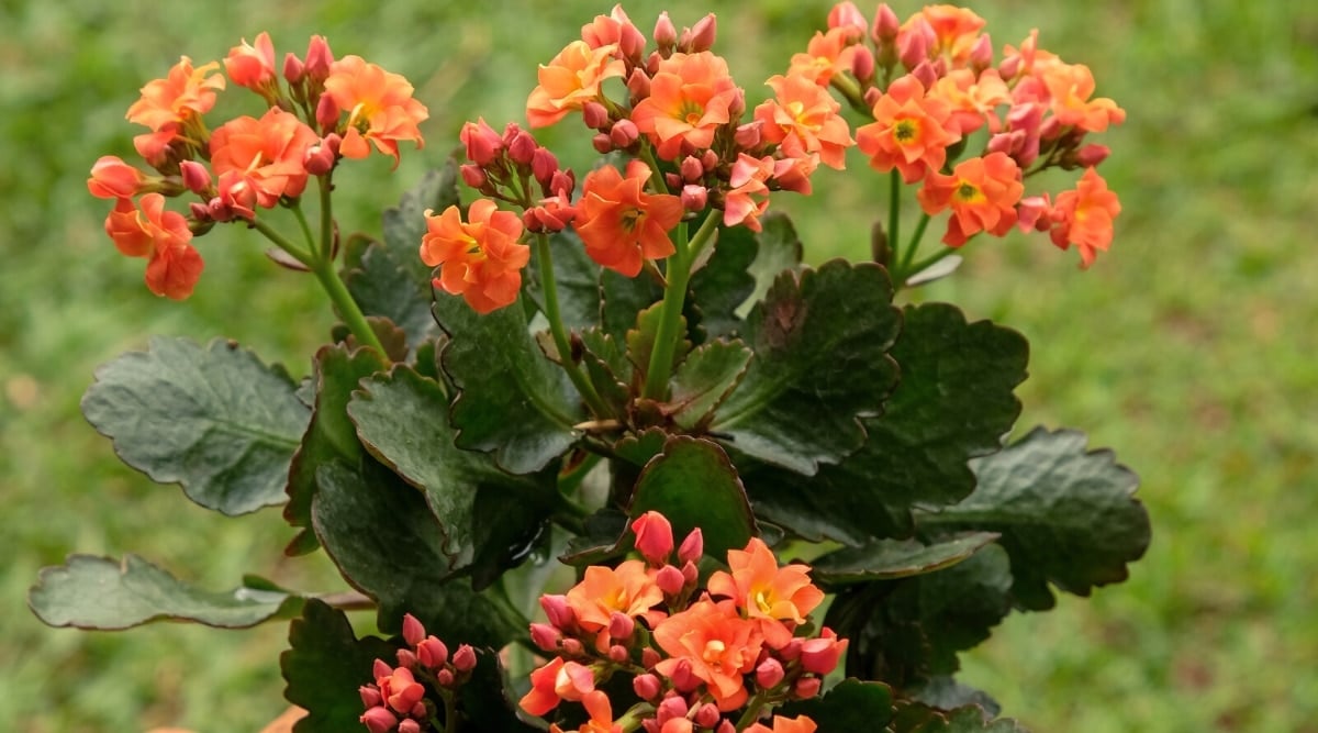 Close-up of a flowering plant Kalanchoe blossfeldiana 'Lanin' against a blurred green lawn. The leaves are large, juicy, flat, dark green with scalloped edges and a purple tint. Large, beautiful umbels of bright orange flowers with yellow centers are held above the foliage.