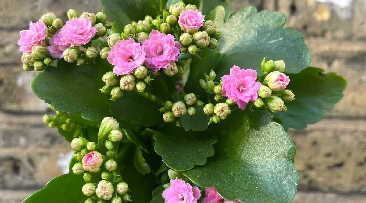 Close-up of a flowering plant Kalanchoe blossfeldiana 'Pink Queen' against a stone wall. Large dark green oval fleshy leaves with serrated edges surround green buds and pink double flowers.