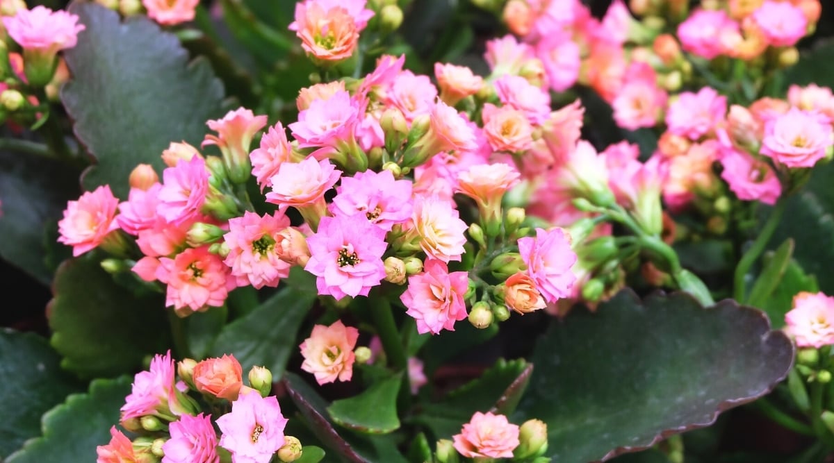 Close-up of Kalanchoe blossfeldiana 'Queen Jodie' displaying bright pink double-petal flowers with yellow stamens against a soft white background.