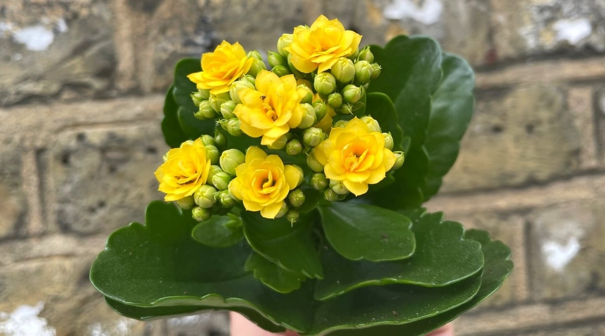 Close-up of a flowering plant Kalanchoe blossfeldiana 'Queen Lindsay' against a brick wall. The leaves are large, rounded, dark green with scalloped edges. The flowers are small, double, sunny yellow. Many small round buds are among the blooming flowers.