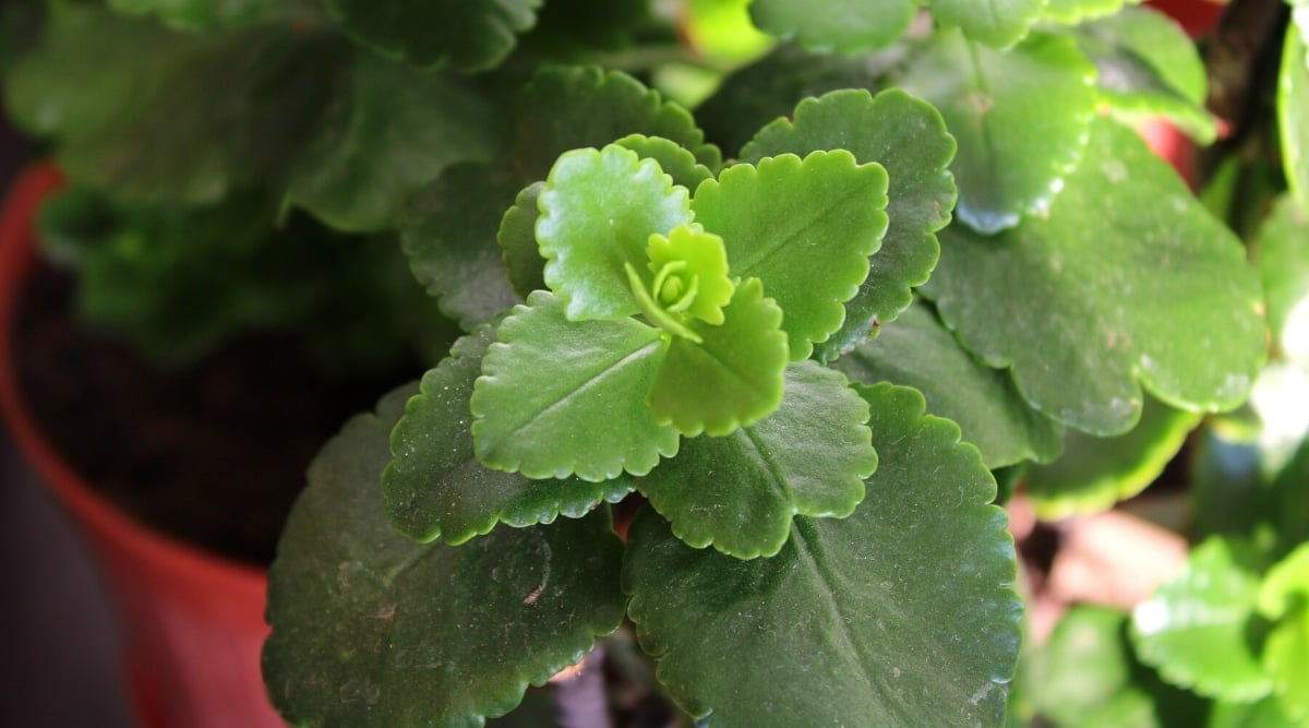 Top view, close-up of Kalanchoe blossfeldiana in a flower pot. The plant has beautiful, oval, bright green leaves with scalloped edges.