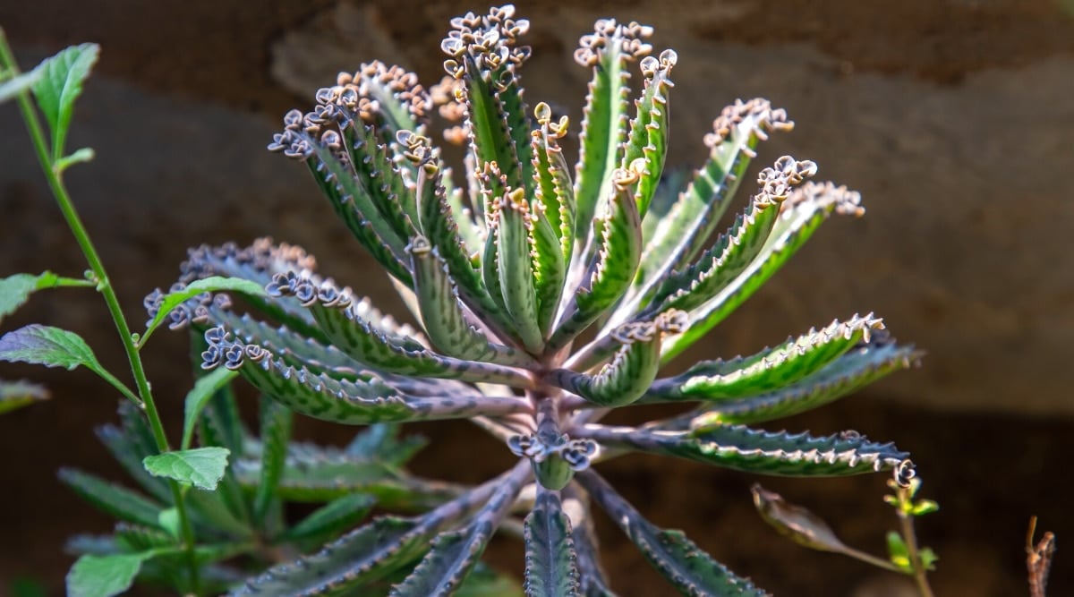 Close-up of a Kalanchoe delagoensis Chandelier plant in a sunlit garden