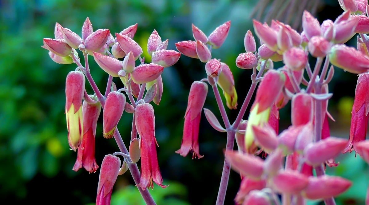 Close-up of a flowering plant Kalanchoe 'Tessa' against a blurred dark green background. Clusters of drooping, pink-red, oblong, bell-shaped flowers.